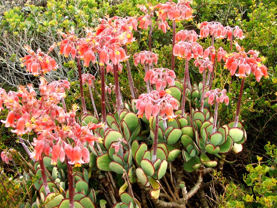Cotyledon orbiculata. Photo taken at Cape Point, South Africa.