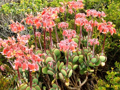 Cotyledon orbiculata. Photo taken at Cape Point, South Africa.
