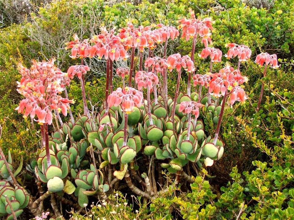 Cotyledon orbiculata. Photo taken at Cape Point, South Africa.