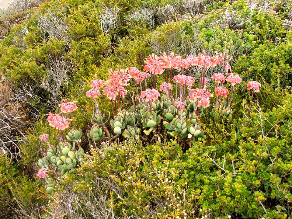 Cotyledon orbiculata. Photo taken at Cape Point, South Africa.