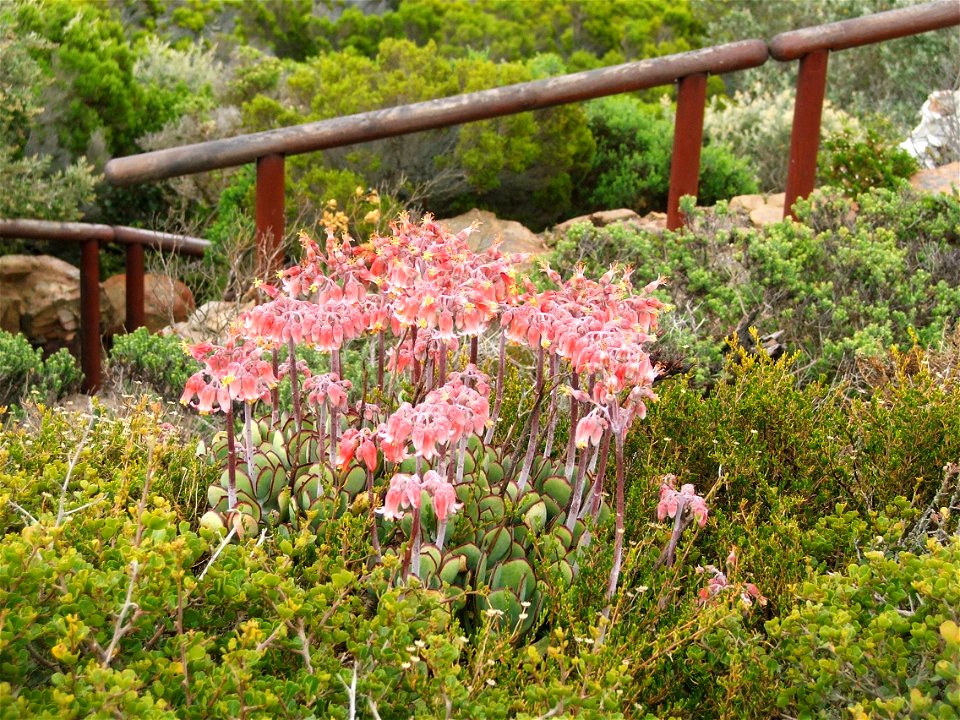 Cotyledon orbiculata. Cape Point. South Africa.