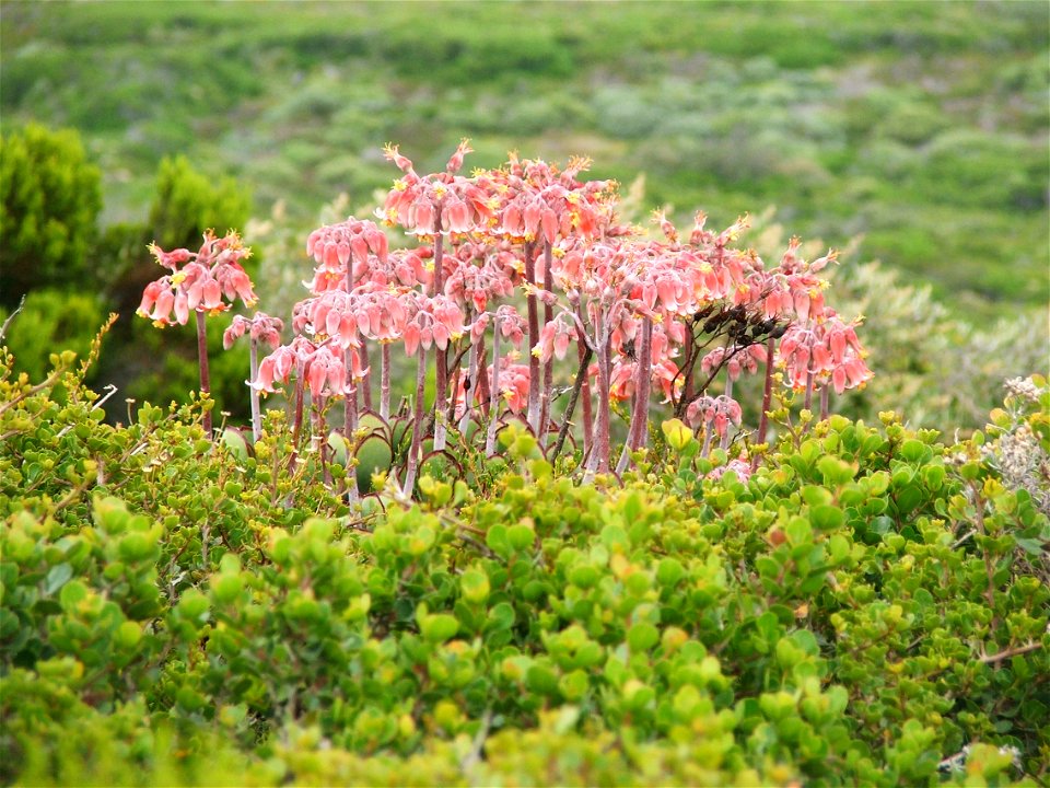 Cotyledon orbiculata. Cape Point. South Africa