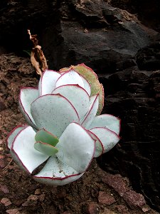 A juvenile Cotyledon orbiculata plant growing on the upper slopes of table mountain South Africa.