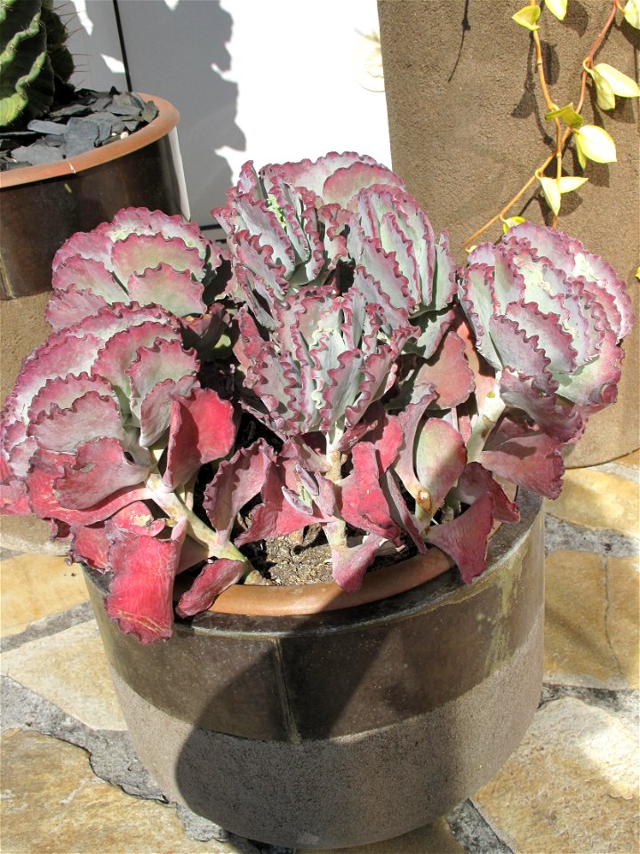 Cotyledon undulata in the exotic garden of Monaco.