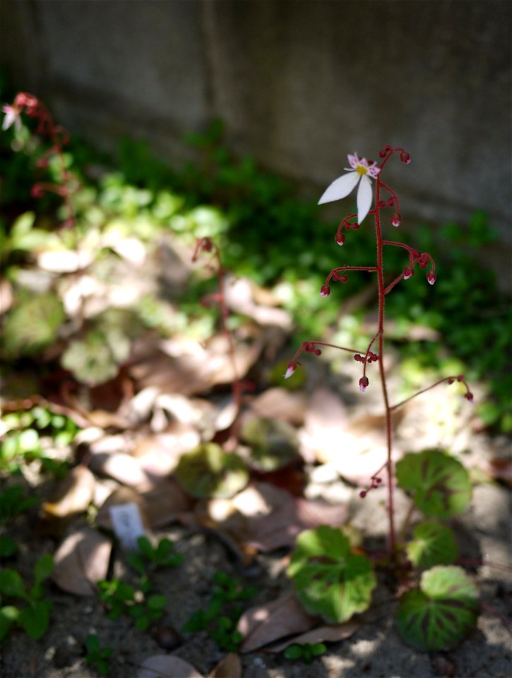 ユキノシタの花（2010年6月/新潟市）