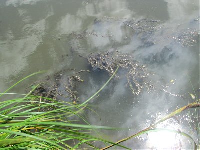 Ähriges Tausendblatt (Myriophyllum spicatum) an der Saaraue Güdingen