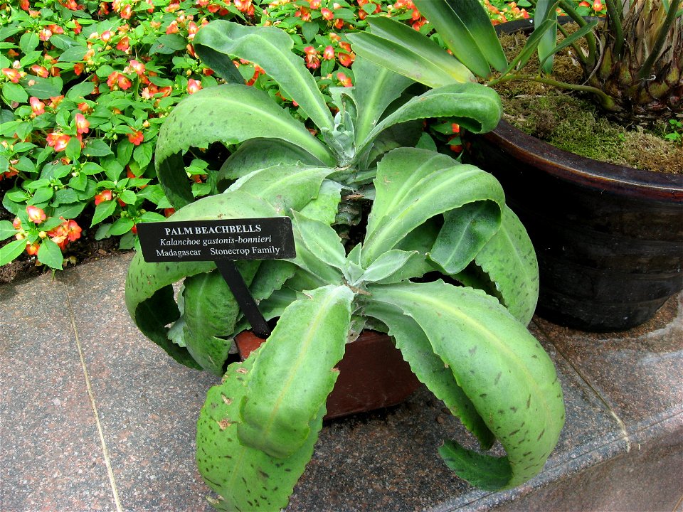 A picture of Kalanchoe gastonis-bonnieri.