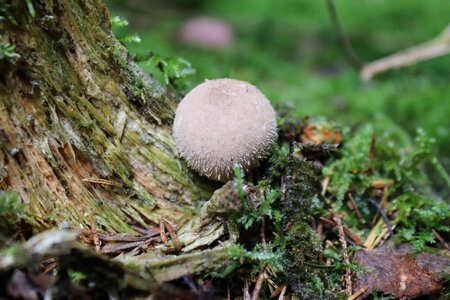 Autumn mushroom dust white photo