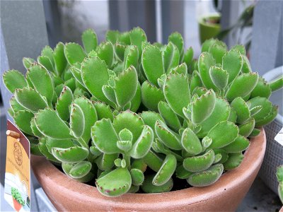 Cotyledon tomentosa ladysmithsiensis in a garden centre in France. Identified by botanic commercial label. photo