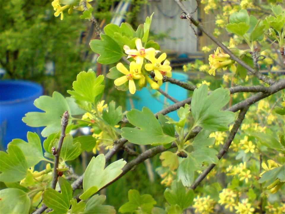 Unknown Ribes shrub with berries
