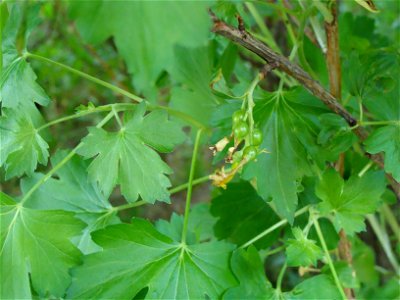 Ribes aureum Porzeczka złota
