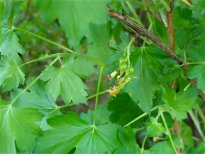 Ribes aureum Porzeczka złota photo