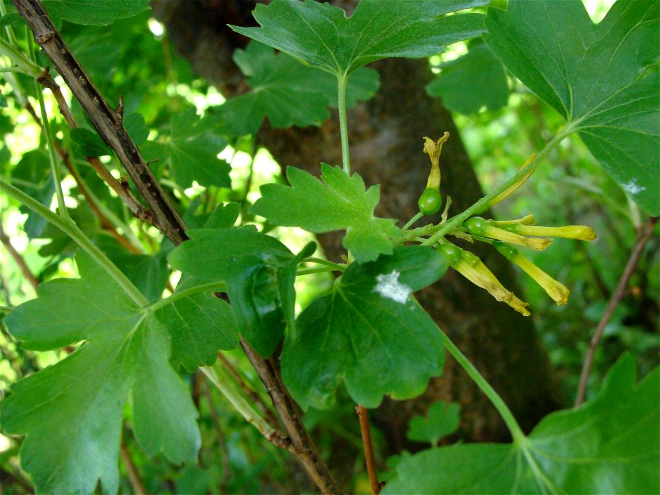 Ribes aureum Porzeczka złota