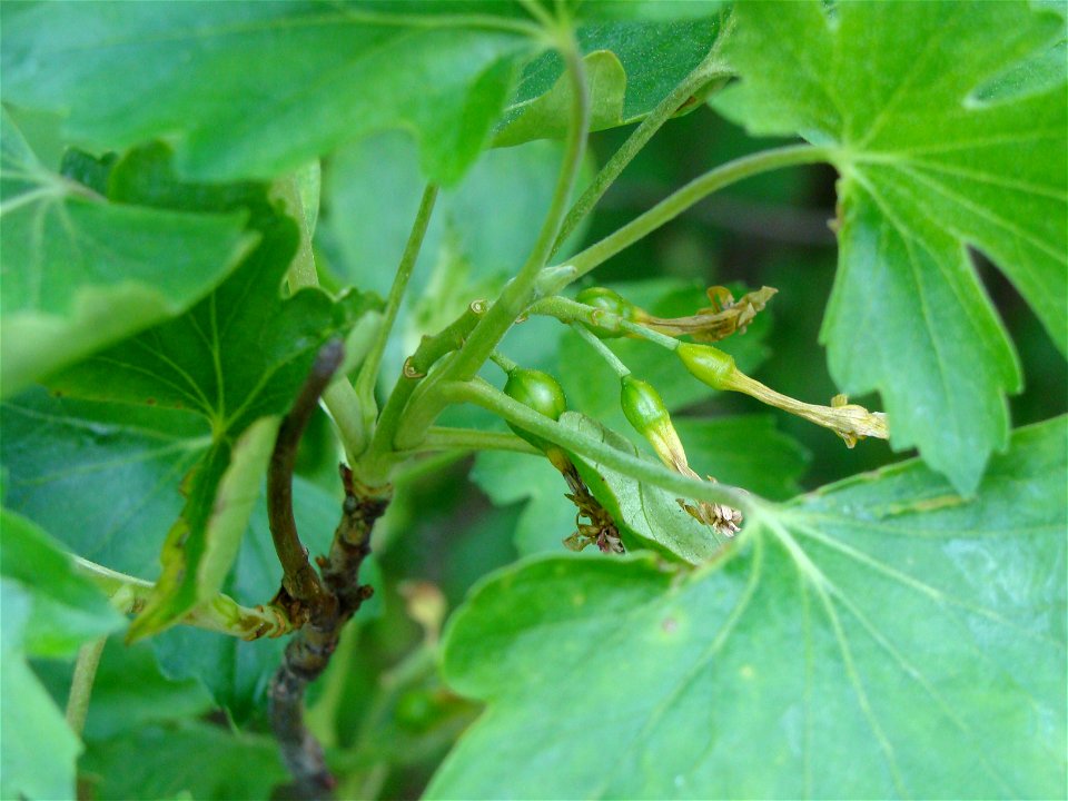 Ribes aureum Porzeczka złota
