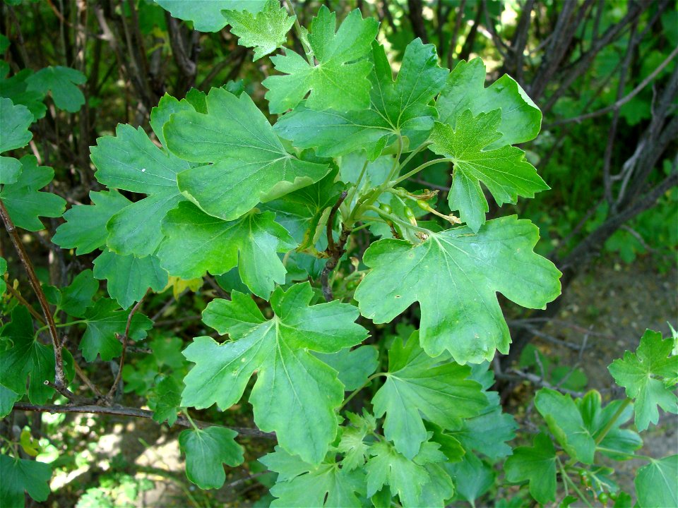 Ribes aureum Porzeczka złota