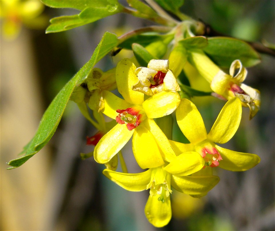 Ribes aureum Porzeczka złota