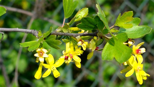 Ribes aureum Porzeczka złota photo