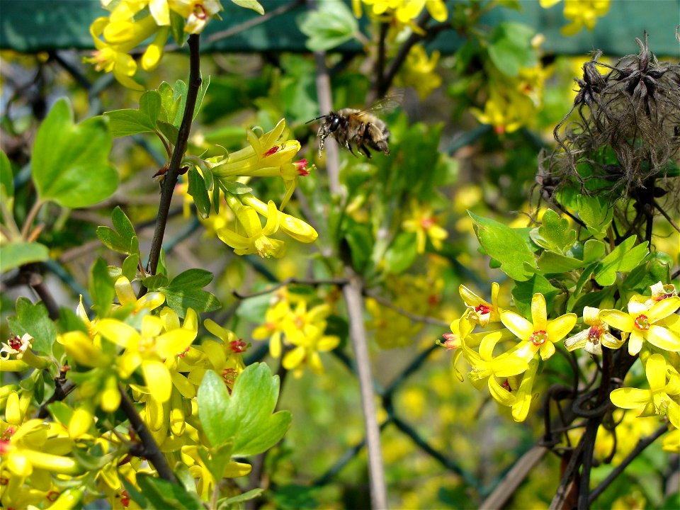 Ribes aureum Porzeczka złota