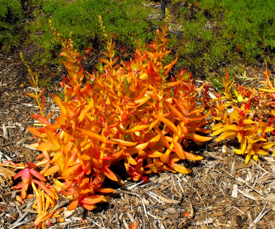 Crassula capitella 'Campfire' in the Water Conservation Garden at Cuyamaca College, El Cajon, California, USA. Identified by sign.