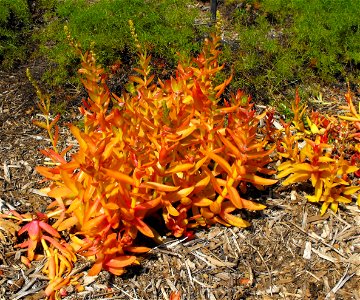 Crassula capitella 'Campfire' in the Water Conservation Garden at Cuyamaca College, El Cajon, California, USA. Identified by sign. photo