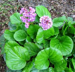 Bergenia crassifolia Photo by Salvor taken in the botanical garden in Reykjavik. photo