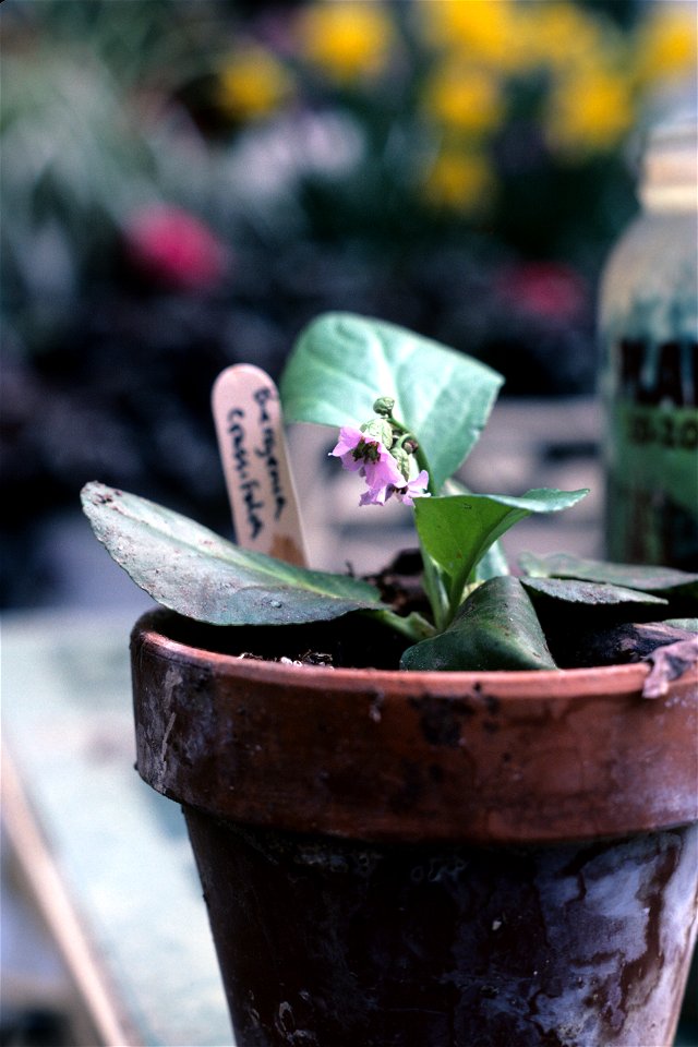 Bergenia crassifolia juvenile