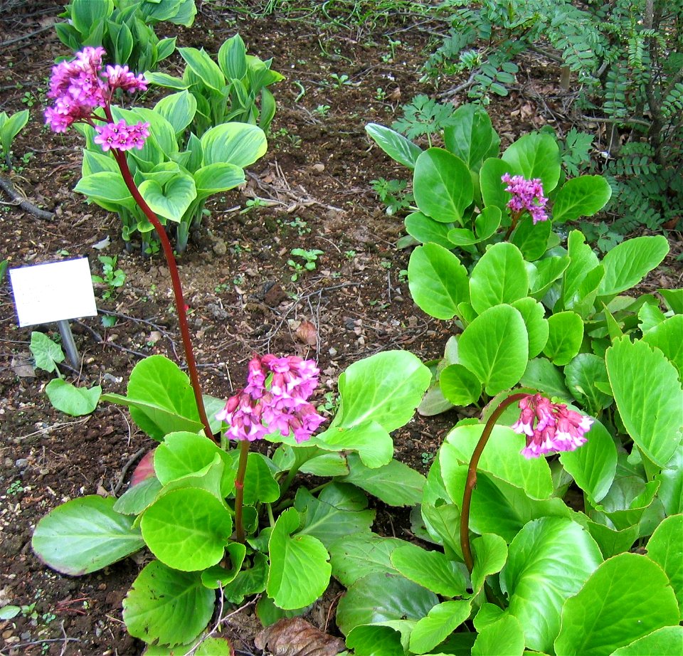 Bergenia cordifolia

Photo by Salvor taken in the botanical garden in Reykjavik.