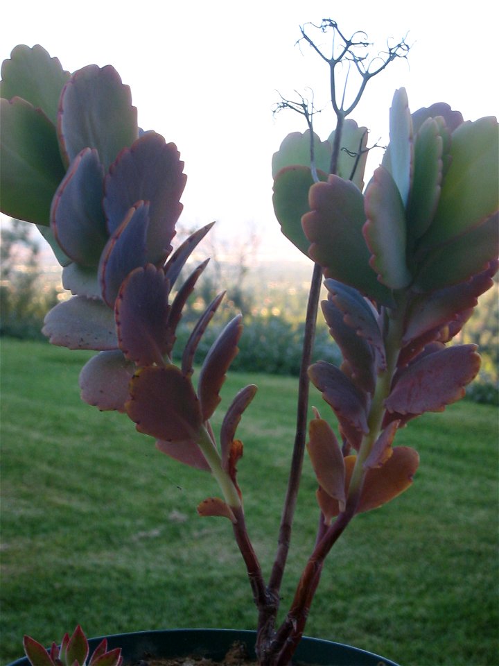 This is a picture of a Kalanchoe Fedtschenkoi growing in a pot in my backyard.