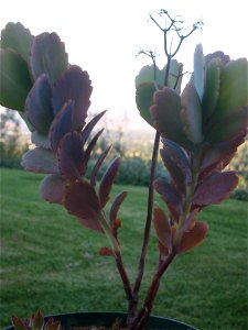 This is a picture of a Kalanchoe Fedtschenkoi growing in a pot in my backyard.