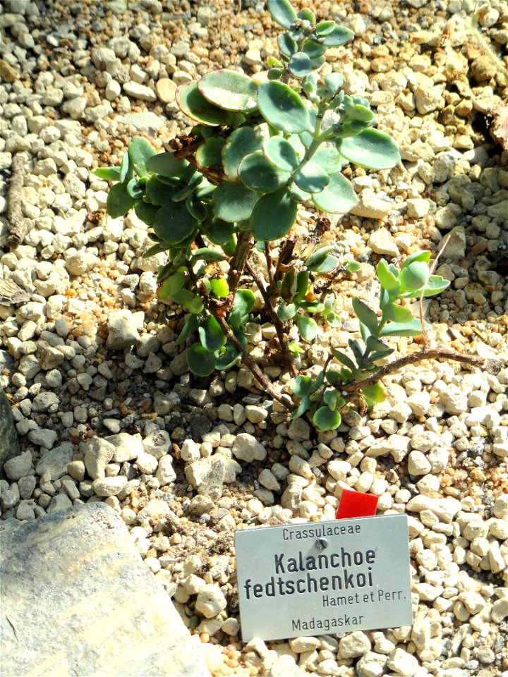 Kalanchoe fedtschenkoi specimen in the Botanischer Garten München-Nymphenburg, Munich, Germany.