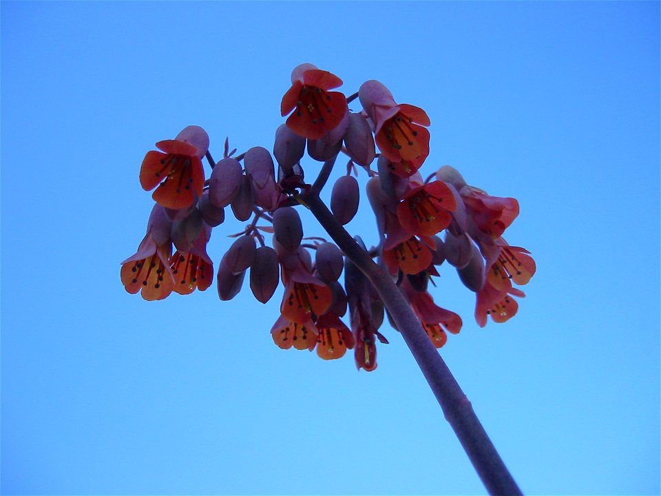 Picture of my Kalanchoe Fedtschenkoi plant flowers.