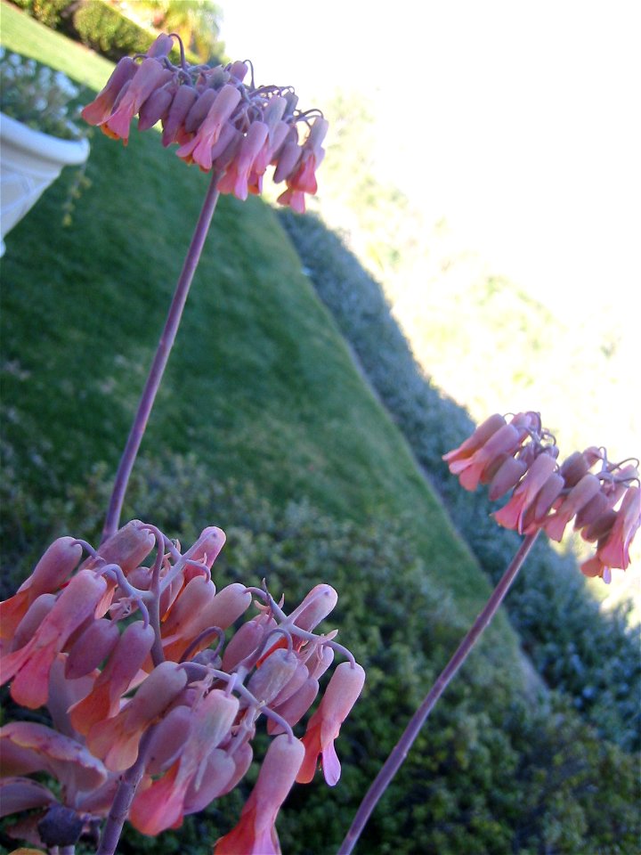 Picture of my Kalanchoe Fedtschenkoi plant in bloom