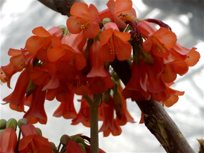 Kalanchoe fedtschenkoi flowers in a greenhouse in Provo, Utah, USA