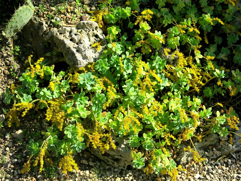 Sedum palmeri in the Jardin des Plantes de Paris. Plant identified by its botanic label.