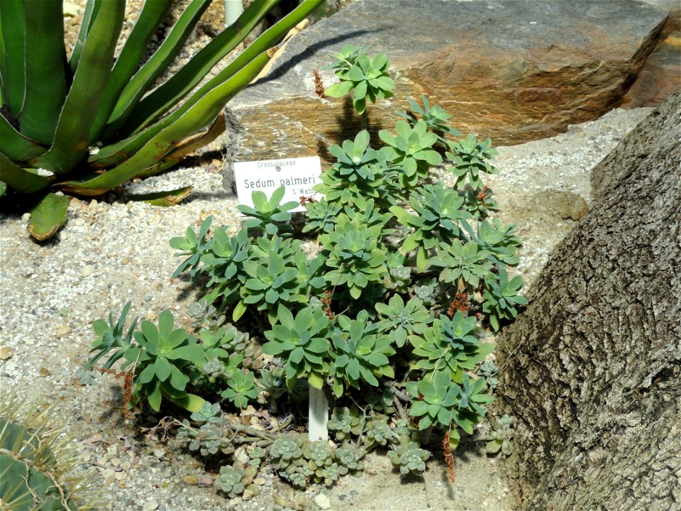 Sedum palmeri specimen in the Botanischer Garten München-Nymphenburg, Munich, Germany.