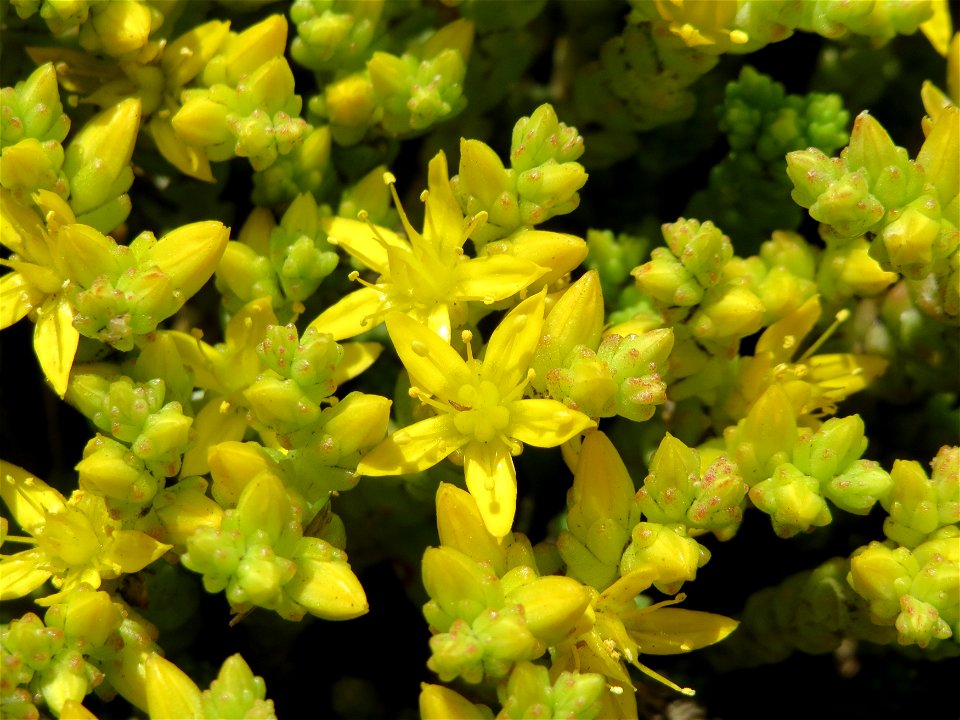 Scharfer Mauerpfeffer (Sedum acre) an der Saar in Saarbrücken