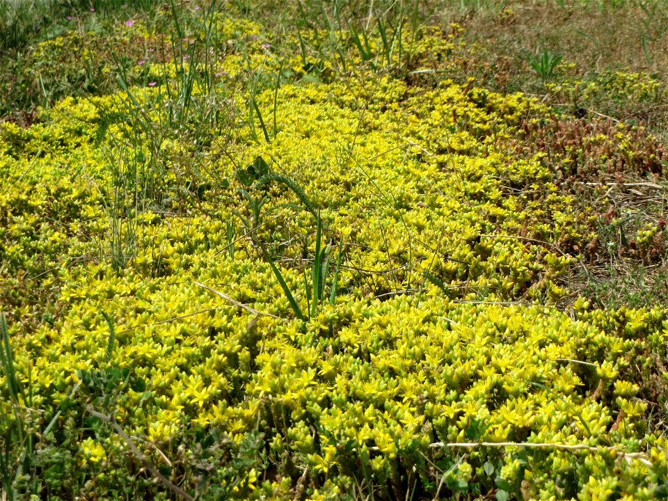 Scharfer Mauerpfeffer (Sedum acre) an der Saar in Saarbrücken