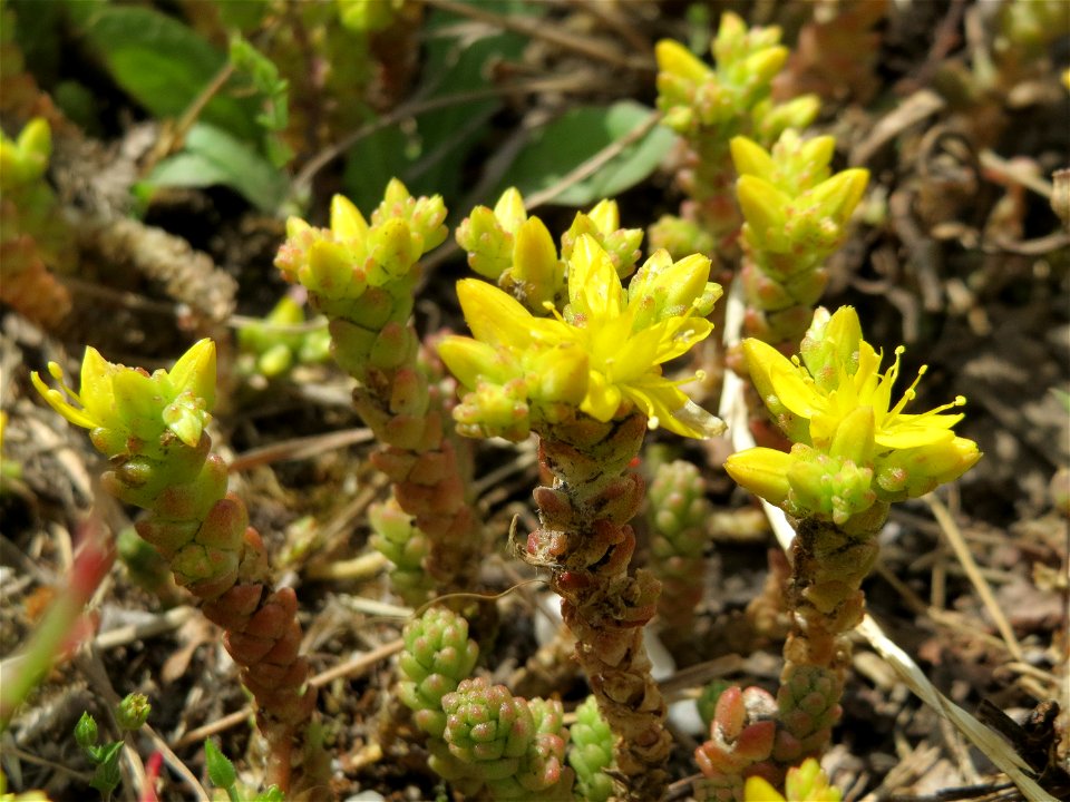 Scharfer Mauerpfeffer (Sedum acre) an der Saar in Saarbrücken