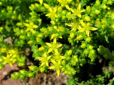 Scharfer Mauerpfeffer (Sedum acre) in Hockenheim