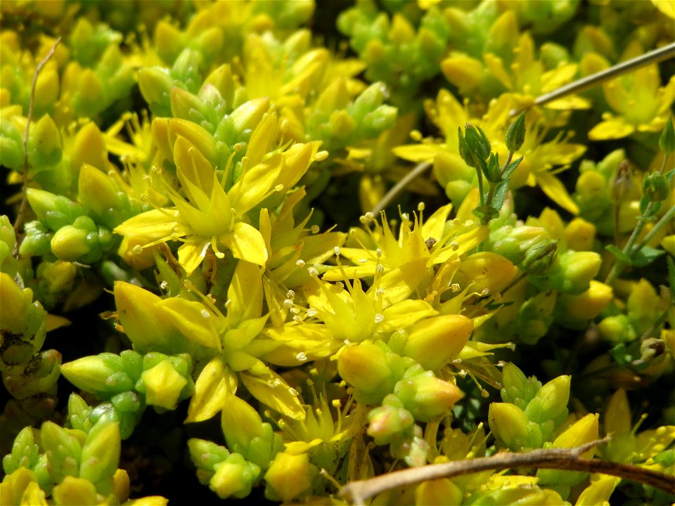 Scharfer Mauerpfeffer (Sedum acre) an der Saar in Saarbrücken