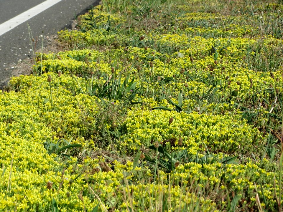 Scharfer Mauerpfeffer (Sedum acre) an der L546 bei Neulußheim (Gemarkung Altlußheim)