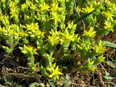 Scharfer Mauerpfeffer (Sedum acre) an der L546 bei Neulußheim (Gemarkung Altlußheim)