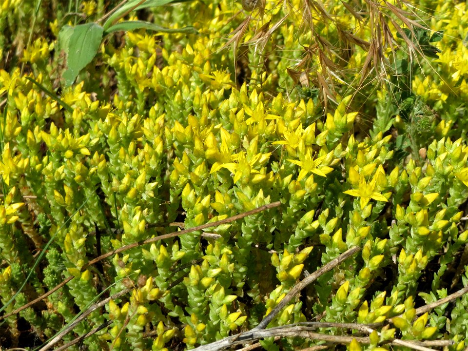 Scharfer Mauerpfeffer (Sedum acre) an der B36 bei Neulußheim (Gemarkung Altlußheim)
