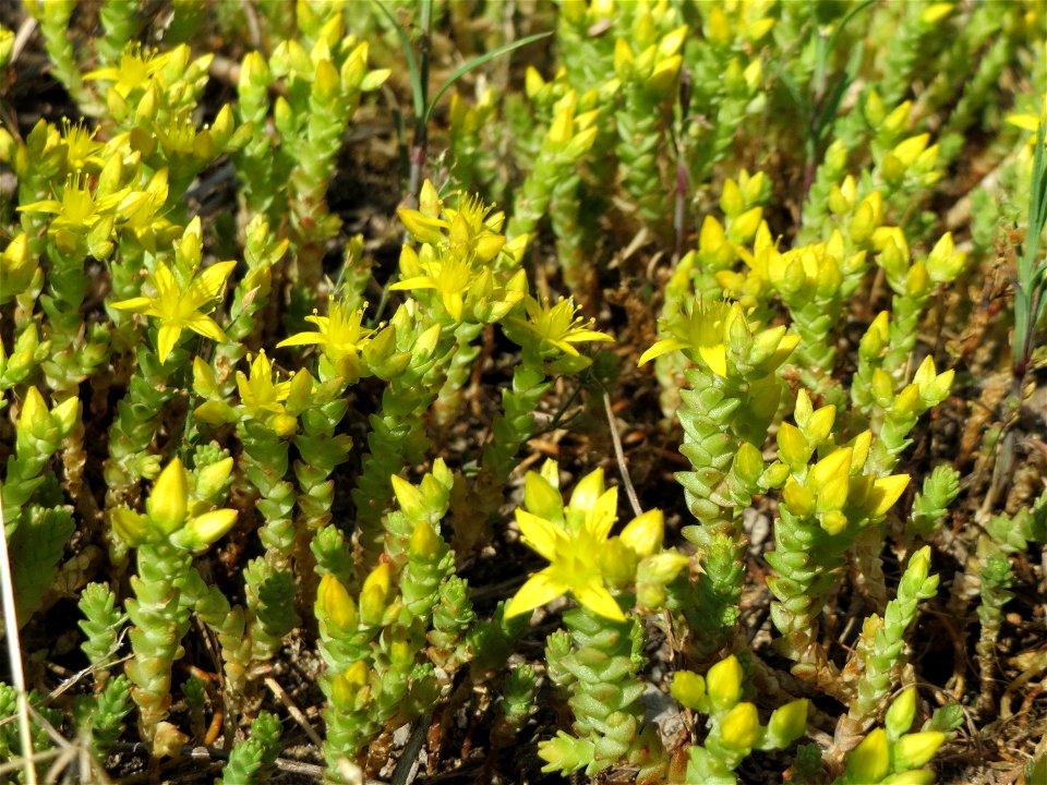 Scharfer Mauerpfeffer (Sedum acre) an der B36 bei Neulußheim (Gemarkung Altlußheim)