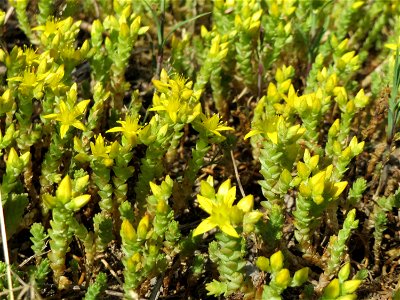 Scharfer Mauerpfeffer (Sedum acre) an der B36 bei Neulußheim (Gemarkung Altlußheim)