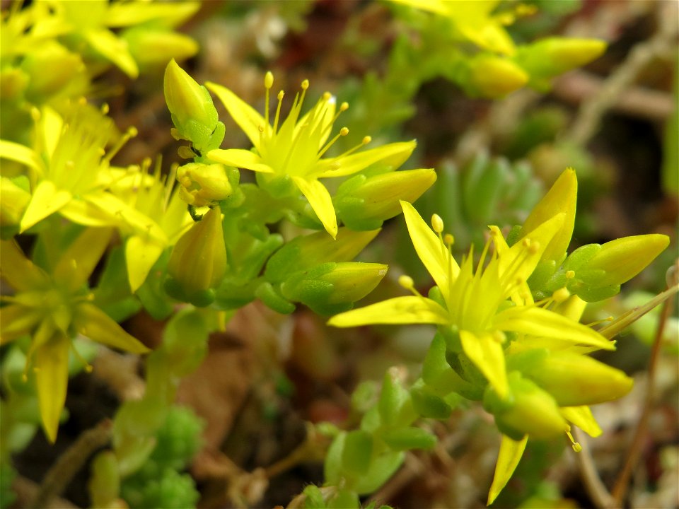 Scharfer Mauerpfeffer (Sedum acre) im Landesgartenschaupark Hockenheim