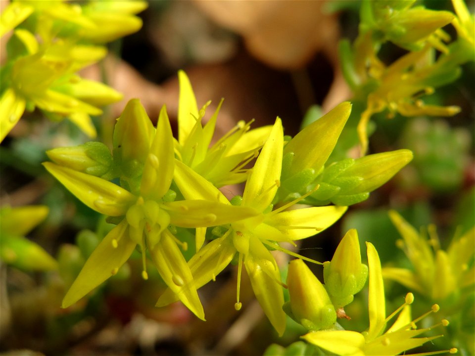 Scharfer Mauerpfeffer (Sedum acre) im Landesgartenschaupark Hockenheim