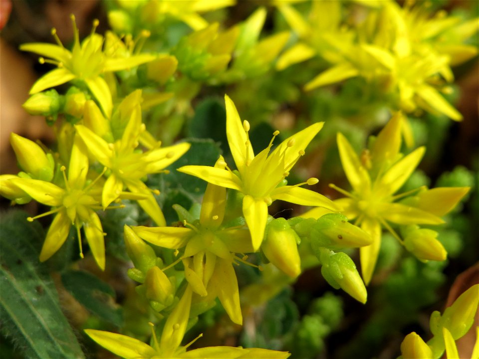 Scharfer Mauerpfeffer (Sedum acre) im Landesgartenschaupark Hockenheim