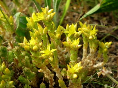 Scharfer Mauerpfeffer (Sedum acre) in Hockenheim