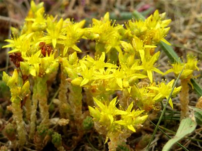 Scharfer Mauerpfeffer (Sedum acre) in Hockenheim
